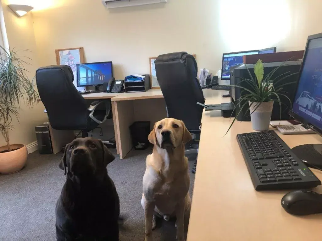 dogs