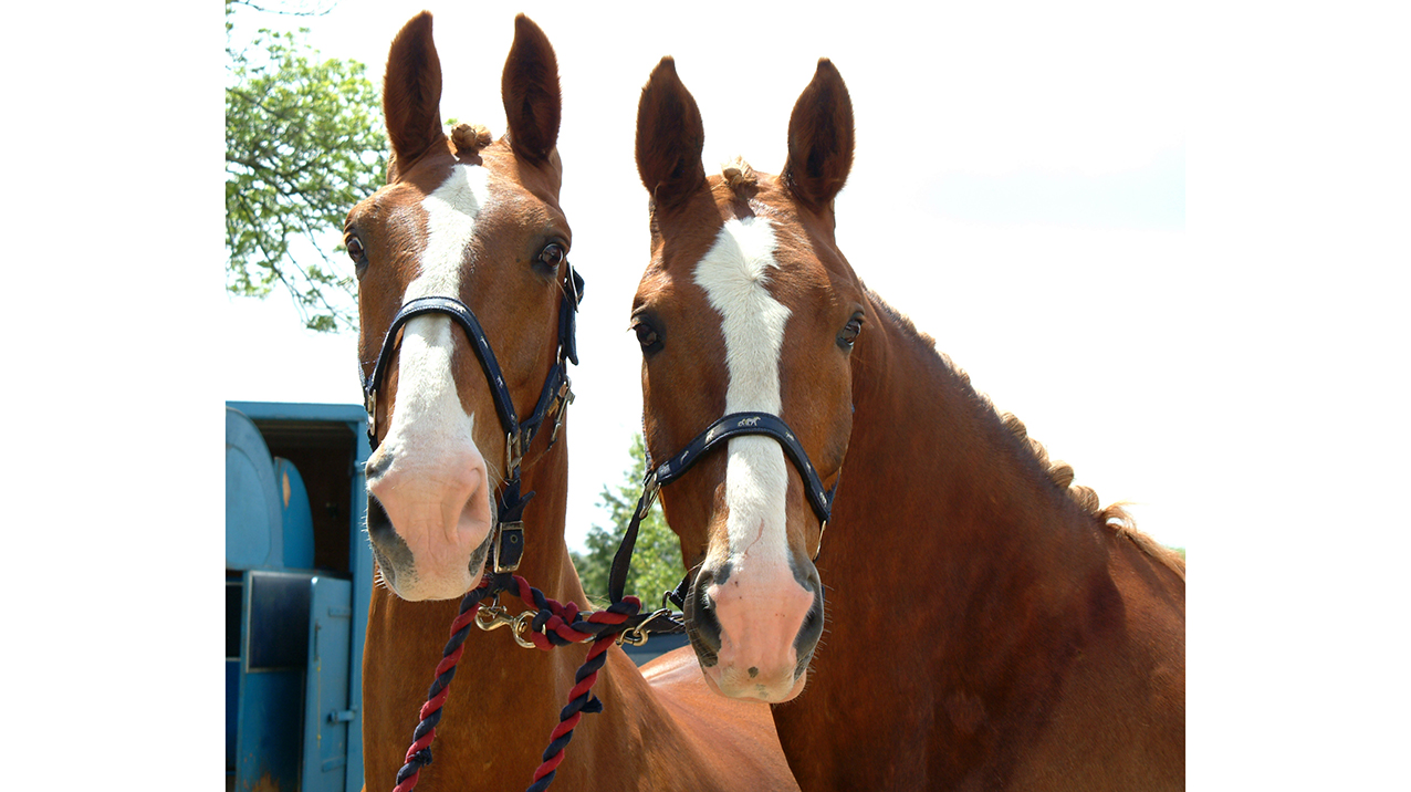 Horses and Glass Landau Coach