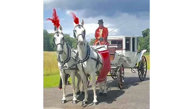 Horse Drawn Carriage Selection