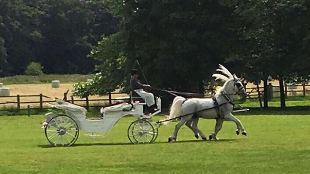 Horse Drawn Carriage Selection