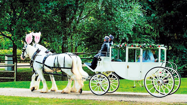 Horse Drawn Carriage Selection