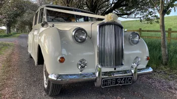 Front view of Classic Autin Princess with White ribbon and bow at the front