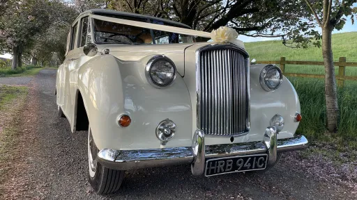 Front view of Classic Autin Princess with White ribbon and bow at the front