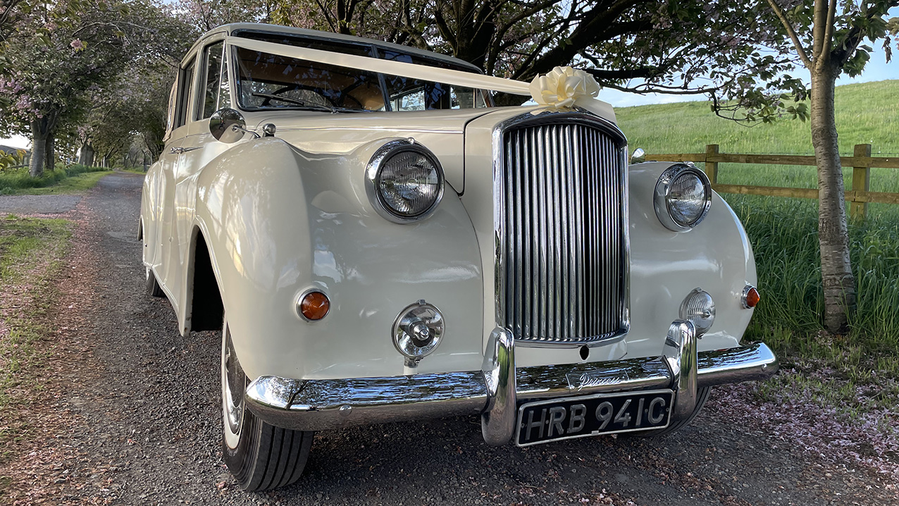 Front view of Classic Autin Princess with White ribbon and bow at the front