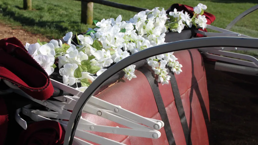 Classic Morris Minor Convertible with open roof and large white wedding flowers oin rear parcel shelf