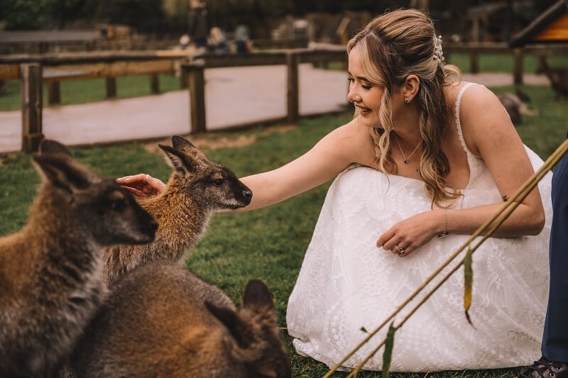 Bride wearing a white dress petting 3 little Kangaroos