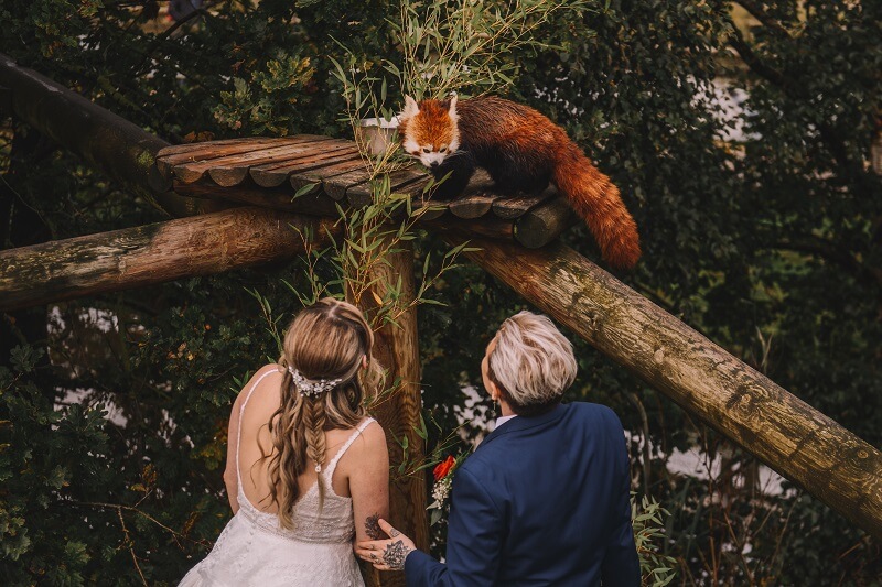 Bride and Groom looking up at a Raccoon in the tree