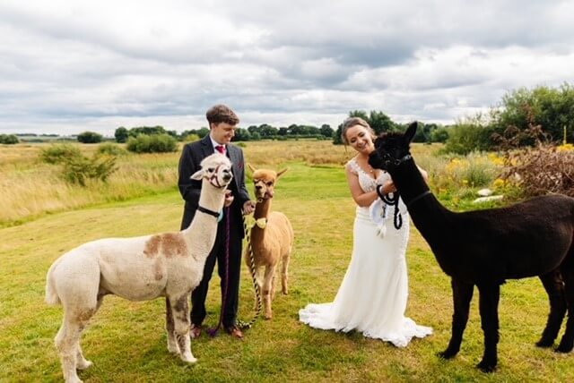 Smiling Bride wearing a white wedding dress with groom wearing a black suit and red tie holding three lamas in a green field