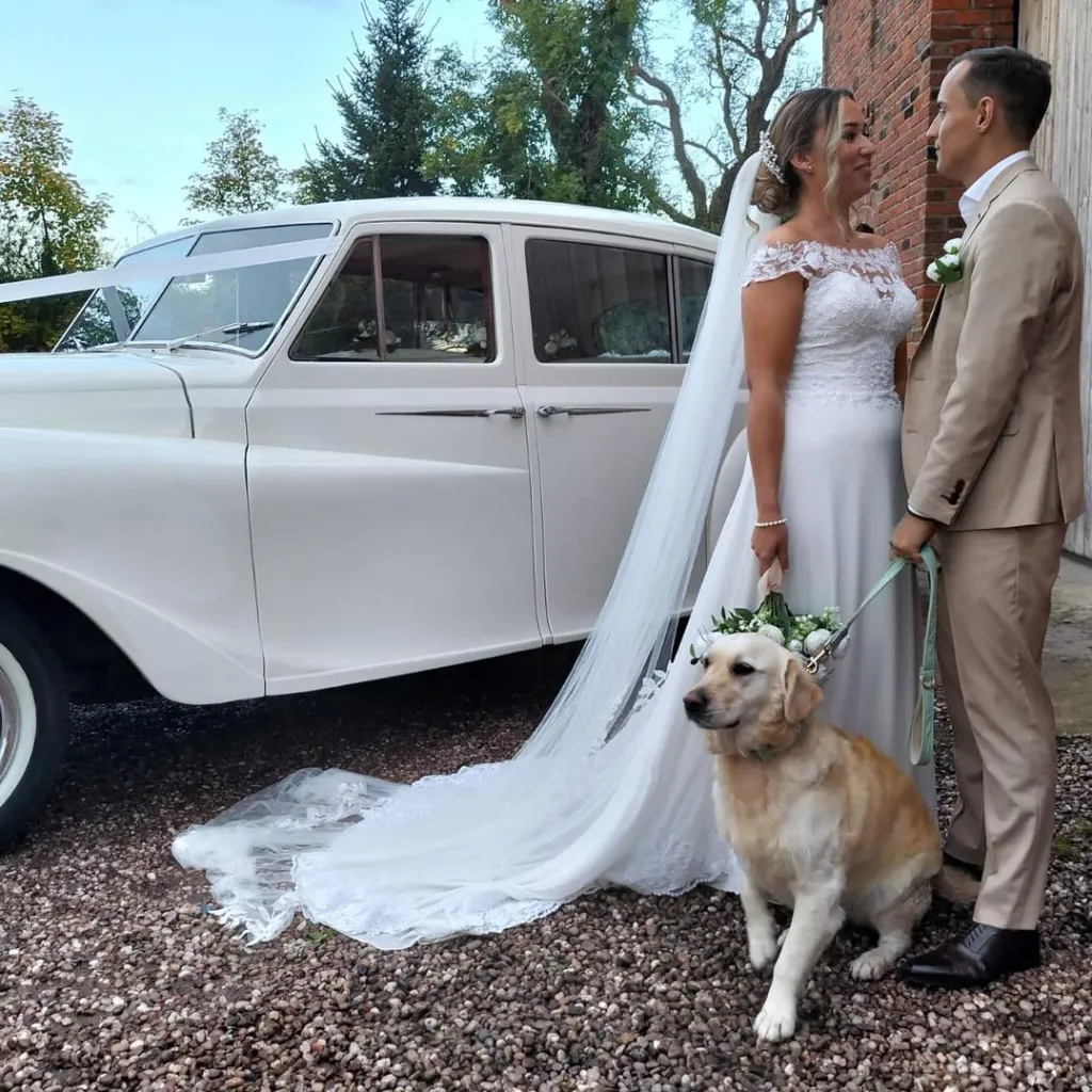 Bride and Groom holding their Labrador Dog in front of a classic Austin Princess Limousine