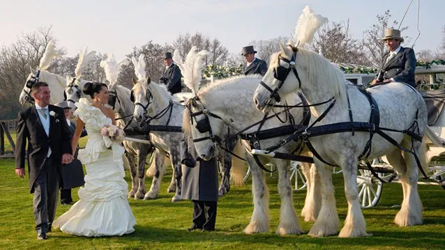 Four white horses with Bride and Groom