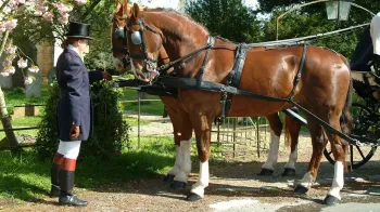 Horses and Glass Landau Coach