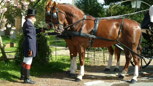 Horses and Glass Landau Coach