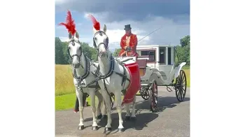 Horse Drawn Carriage Selection