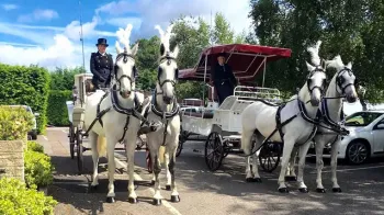 Horse Drawn Carriage Selection