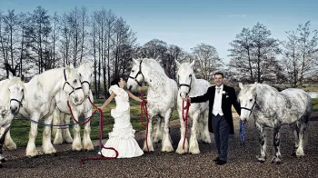 Horse Drawn Carriage Selection