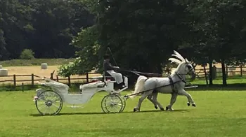 Horse Drawn Carriage Selection