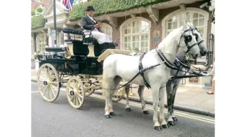Horse Drawn Carriage Selection