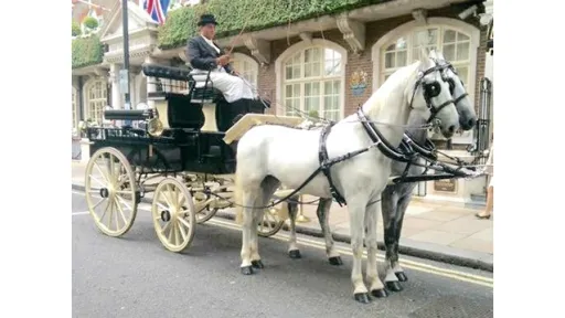 Horse Drawn Carriage Selection