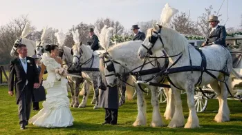 Horse Drawn Carriage Selection