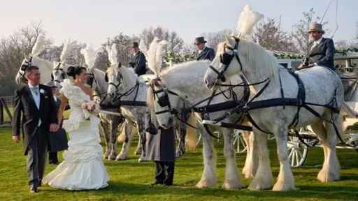 Horse Drawn Carriage Selection